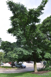 Acer ginnala — photo 5
